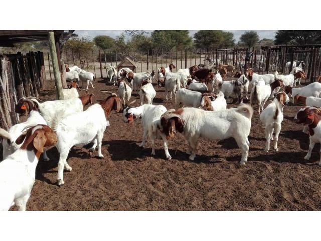 South African Boer goats supplier