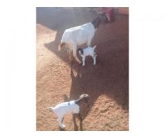 Boer Goat suppliers