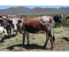 Healthy Heifers and bulls for sale