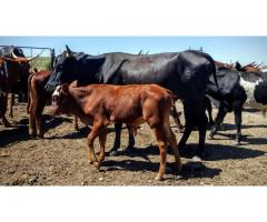 Best offer calves and cattle online
