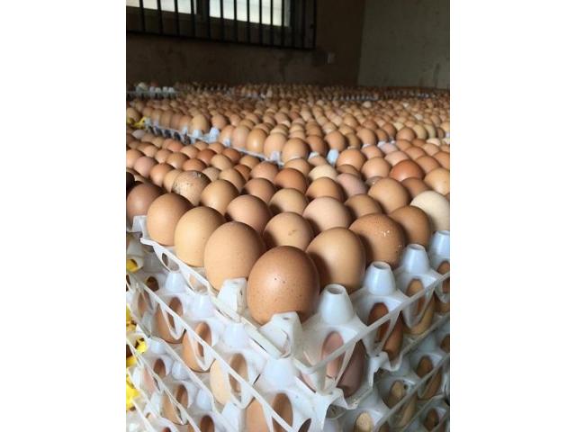 Fresh and Fertile Chicken Eggs .. Whatsapp +27832458210