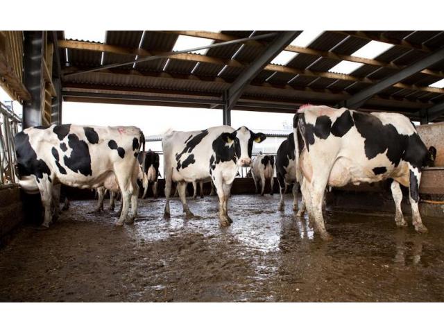 Dairy / Milking cows for sale .. Whatsapp +27832458210