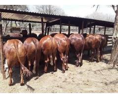 Bulls and Heifers for sale / Whatsappp +27832458210