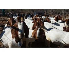Healthy Boer Goats and Sheep For Sale Whats app 0640519300