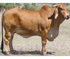Brahman cattle/calves for sale