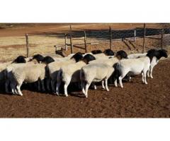 livestock boer goats and sheep