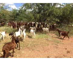 South African Boer goats suppliers