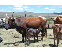 Buy cattle and calves online