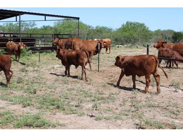 South African cattle and calves suppliers