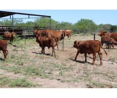South African cattle and calves suppliers