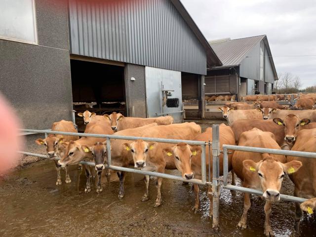 Order Beef and Diary cattle online