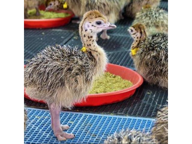 Where to order Ostrich chicks and eggs