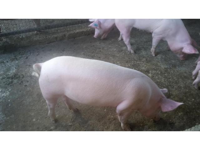 South African gilt pigs and piglets suppliers