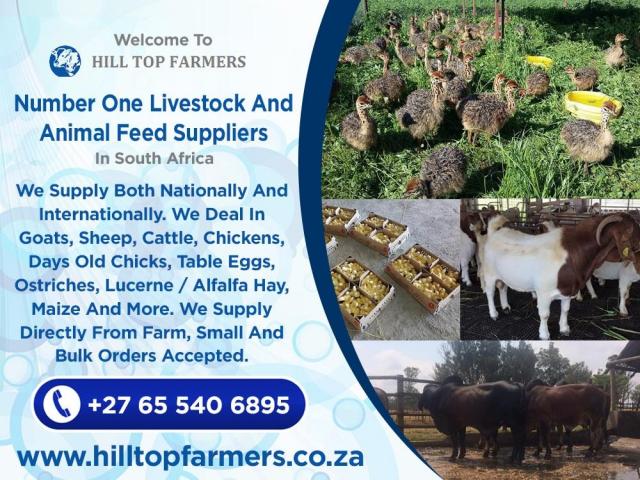 Boer Goats and Kalahari Red Goats - Whatsapp: +27655406895