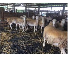 Buy Merino & Dorper Sheeps - Whatsapp: +27655406895