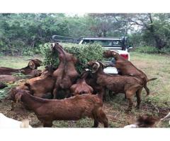 Pure Bred Boer Goats/ White Saanen Goats