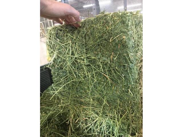 Lucerne Hay and Teff Hay - Whatsapp +27655406895