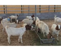 Goats and sheep for a good price Whatsaap  0837431806
