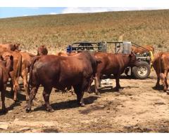 Heifers and Bulls Farm Sales