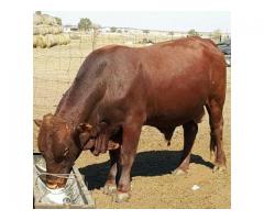Health Examined heifers and Bulls online