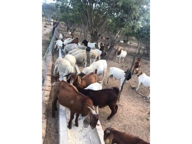 Kalahari Red And Boer goats Farm Sales
