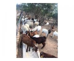 Kalahari Red And Boer goats Farm Sales