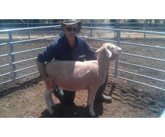 Buy dorper and Merino Sheep Farm Sales