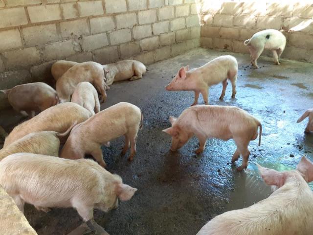 Full Grown Pigs and Piglets farm sales