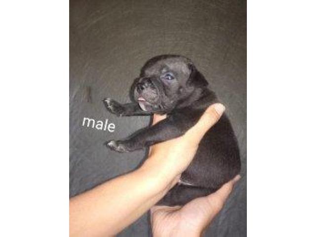 Staffie Pups For Sale