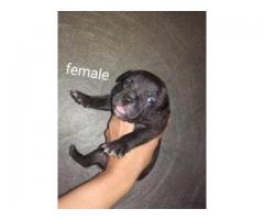 Staffie Pups For Sale