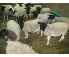 Best Price Dorper and Merino Sheep