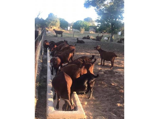 Health Examined Kalahari Red And Boer goats