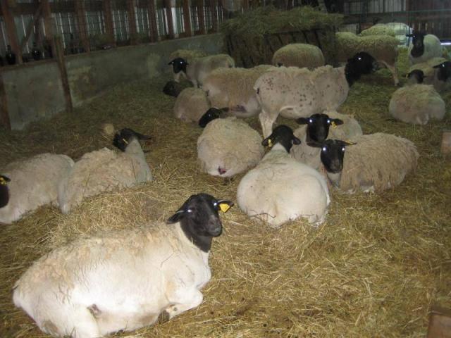 Health Examined Dorper and Merino Sheep