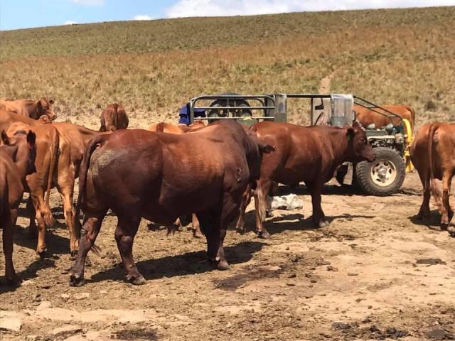 Health Examined Heifers and Bulls