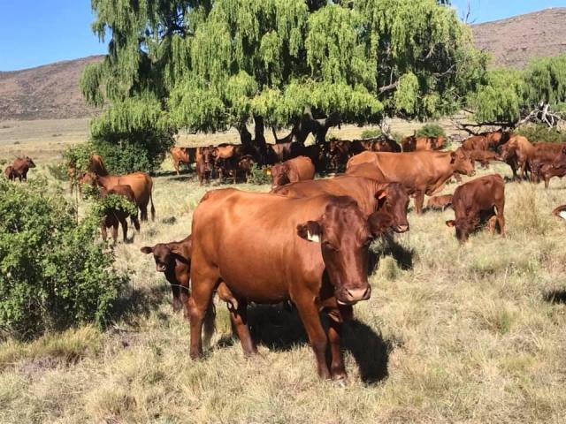 Health Examined Calves and cattle