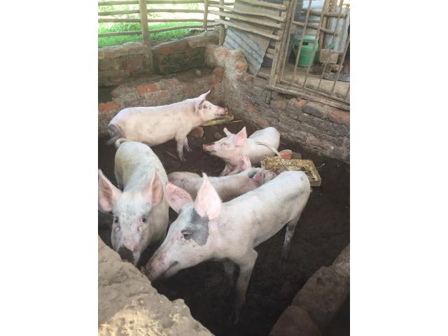 Health Examined Full Grown Pigs and Piglets