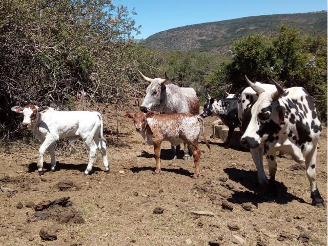 Healthy Calves and cattle