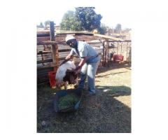 Healthy  Kalahari Red And Boer goats