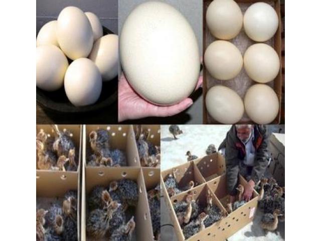 Sales!! Healthy Ostrich Chicks and Fertile Eggs