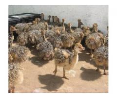 Sales!! Healthy Ostrich Chicks and Fertile Eggs