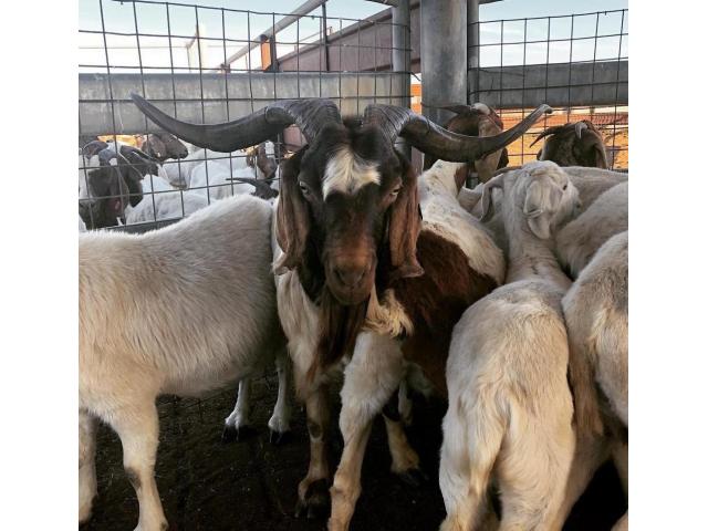 healthy stock at competitive price Live Boer Goats