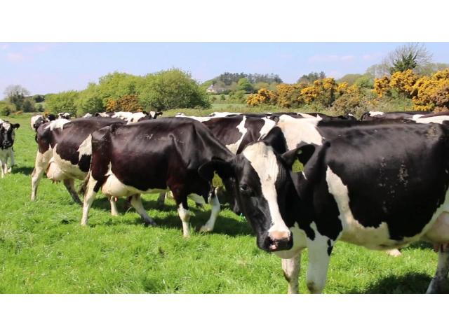 Friesian Herd cow for sale whatsapp +27631521991