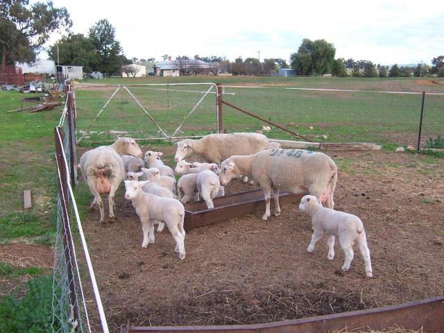 Merino sheep for sale whatsapp +27631521991
