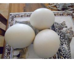 Ostrichs Fertile Eggs for sale whatsapp +27631521991