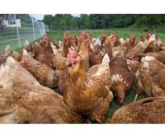 Hybrid chickens for sale Whatsapp +27631521991