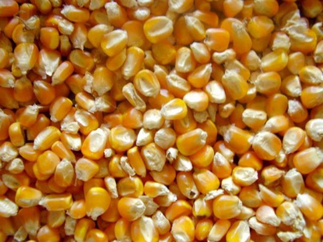 Yellow maize For Animal Feed for sale whatsapp +27631521991
