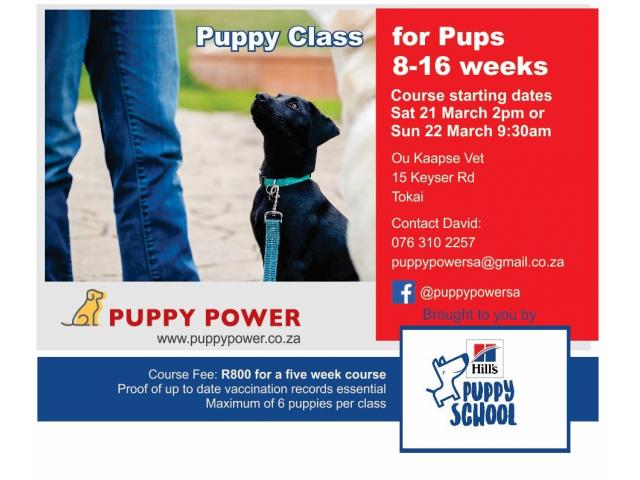 Puppy Power Socialisation Classes