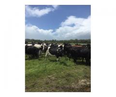 Dairy / Milking Friesian and Jersey Cows - whatsapp +27655406895