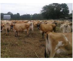 Dairy / Milking Friesian and Jersey Cows - whatsapp +27655406895