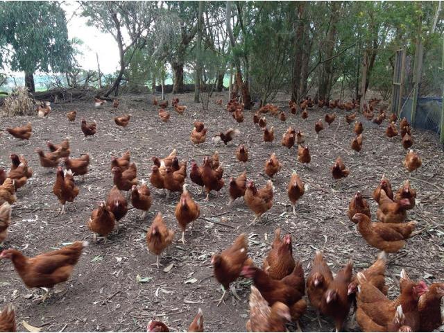Layer / Point of Lay Chickens for sale - Whatsapp +27655406895